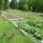 garden.jpg